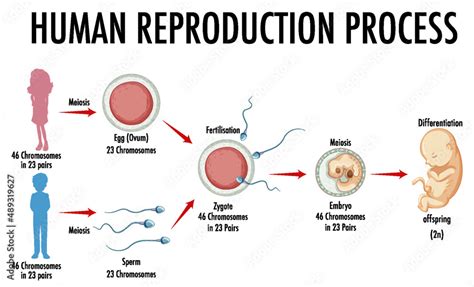 Diagram Showing Human Reproduction Process Stock Vector Adobe Stock