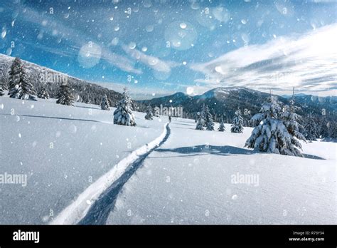 Fantastic Winter Landscape With Snowy Trees In High Mountains Dof