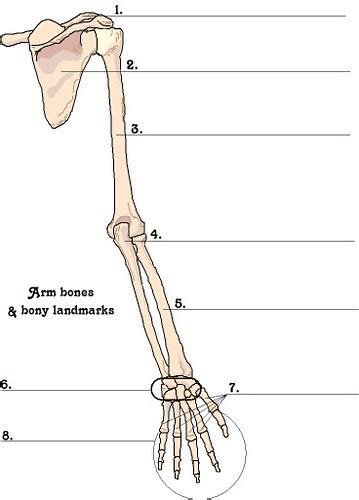 Human Arm Bone Anatomy Pictures Arm Bones Anatomy Upper Human Arm