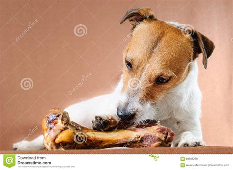Happy Dog Eating A Giant Tasty Yummy Bone Stock Photo Image Of Funny