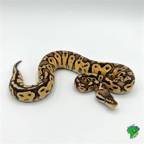 Pastel Orange Ghost Ball Python Baby Strictly Reptiles