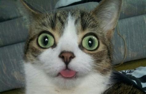 Самые смешные коты интернета 50 фото