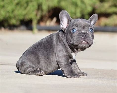 Get unique french male names and popular names in france and their meanings. Blue male Frenchie for sale in 2020 | French bulldog ...
