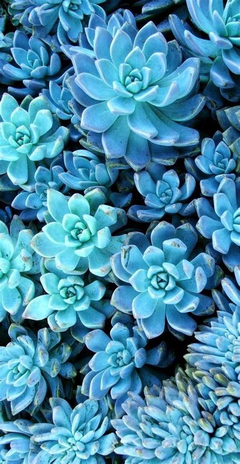 Pin By Lauren Leigh On Cactus Wallpapers Teal Wallpaper Background