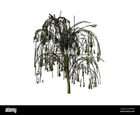 Weeping Willow With Hanging Branches Stock Photo Alamy