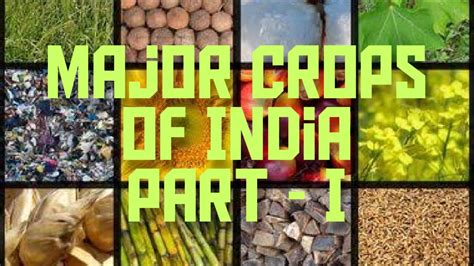 Major Crops Of India And Types Of Crops In India Youtube