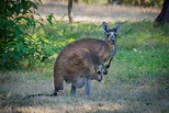 Kangaroo with joey stock photo containing kangaroo and joey | High ...