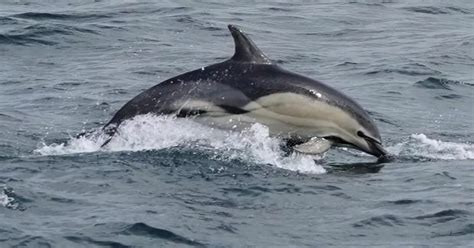 Ultra Rare Dolphins Spotted Swimming Off The Uk Coast For The First