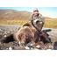 Alaska Brown Bear Hunt  HuntingAgentcom