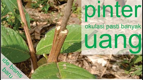 Tetapi, nilai gizi jambu kristal tidak kalah dengan jambu biji jenis lainnya. Cara okulasi jambu kristal dengan jambu liar | berkebun ...