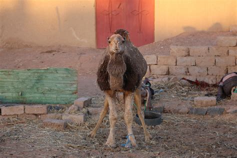 Dromedar (camelus dromedarius), bir oʻrkachli tuya — tuyaning bir turi. Erstarrtes Dromedar Foto & Bild | tiere, marokko, wüste ...