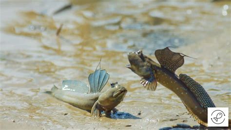 Fish That Can Walk On Land With Images