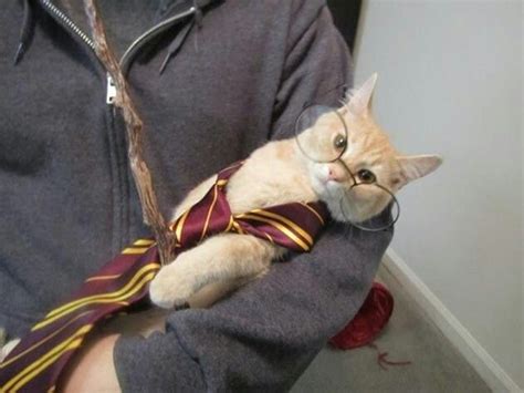 Harry Cat Pics Cute Cat Names Harry Potter Cat