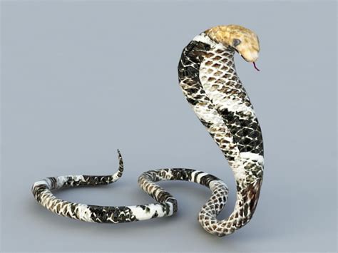 King Cobra Snake Free 3d Models