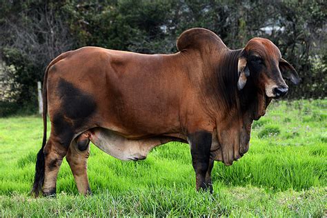 Brahman cattle page is only sharing brahman cattle pictures to showcase the beauty behind the. Brahman Cattle - Karoo Livestock Exports