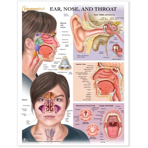 Ear Nose And Throat Chart Ent Poster Vocal Cord Health Info Health