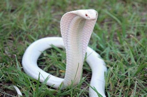 Is The White Snake Just A Legend