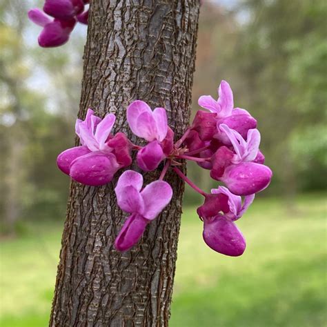 Eastern Redbud Amazing Magenta Flowers Vics Tree Service