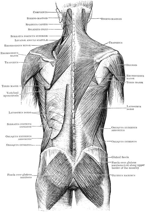 They provide movements of the spine the main function of this muscle is to elevate the scapula, just like its name suggests. Superficial Muscles of the Back | ClipArt ETC