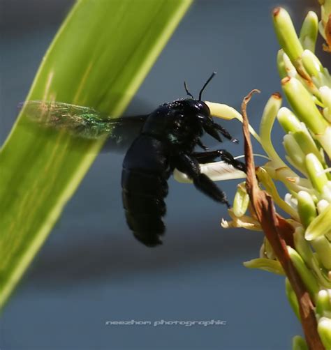 They look like a bumble bee without the yellow band. Big black bee is landing on a Galangal tree flower ~ Neezhom