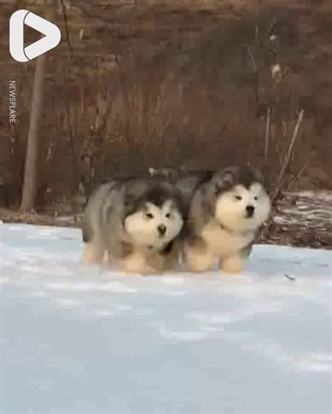 Fluffy Malamute Puppies Run Through Snow These Fluffy Malamutes Are