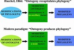 Frontiers | Ontogeny, Phylotypic Periods, Paedomorphosis, and ...
