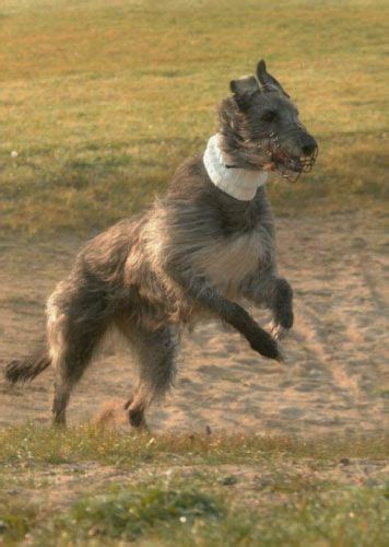 7 Best Images About Swedish Deerhound On Pinterest Best Dogs