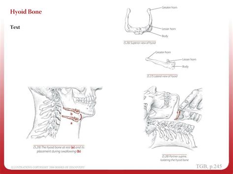 The Hyoid Bone Is Unique Because It