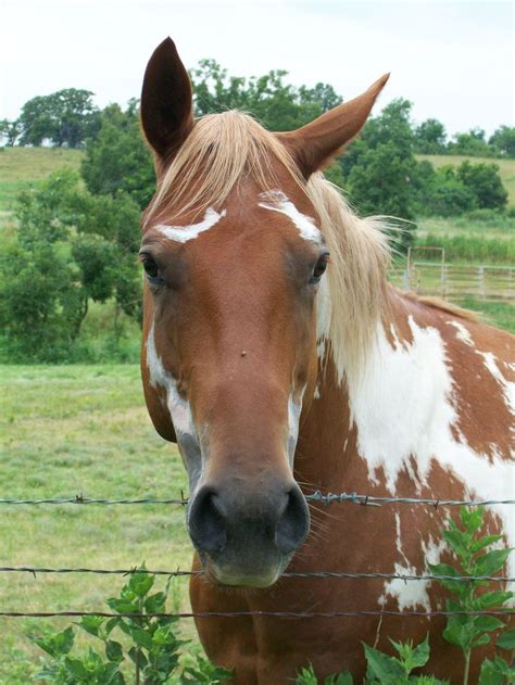 Allisonpriorart how to paint a horse with 3 colors easy acrylic painting for beginners part 1 here is the full playlist with the 3. Badger face | Cool Horse Markings | Pinterest | Beautiful ...