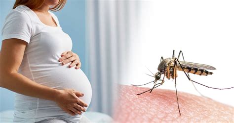Counseling Plays A Key Role In Preventing Sexual Transmission Of Zika During Pregnancy
