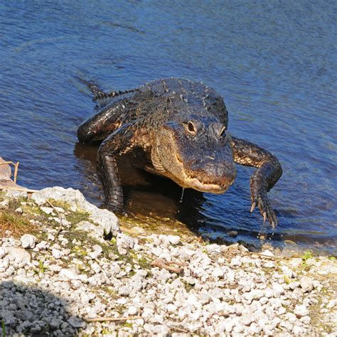Facts About The Largest Alligator Ever Recorded Thatll Blow You Away