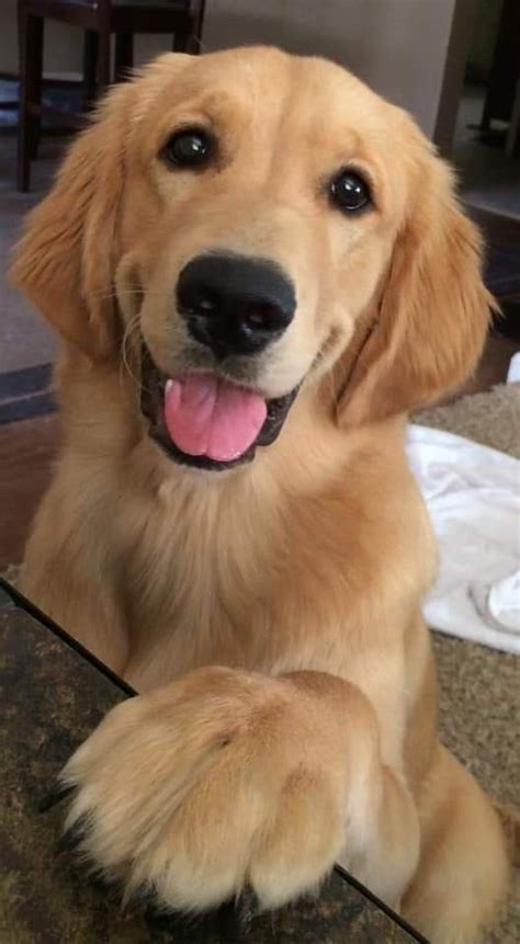 15 Amazing Facts About Golden Retrievers You Probably Never Knew Page