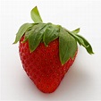 Genetically Modified Organisms Explained - Florida Strawberry Growers ...