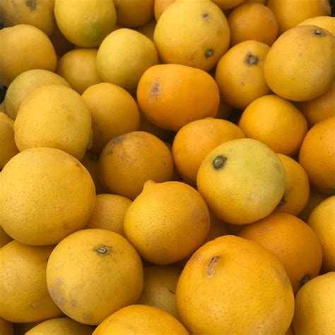 Sweet Lemons Information And Facts