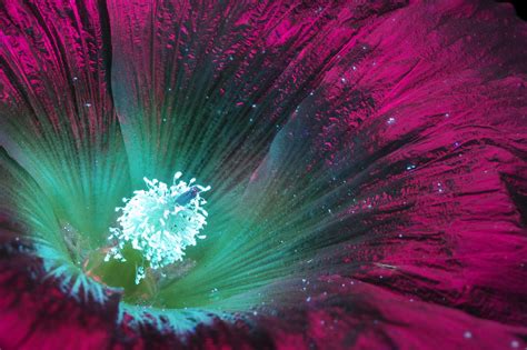 This Photographer Takes Photos Of Flowers And Plants Using Uv Induced