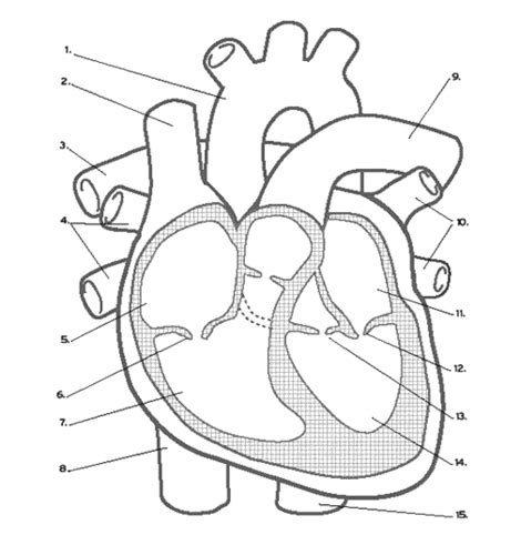 Heart Anatomy Quiz Flashcards Quizlet