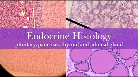 Endocrine Histology YouTube