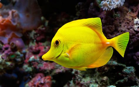 Beautiful Fish In Ocean 3d Aquarium Screensaver Quitiodoc