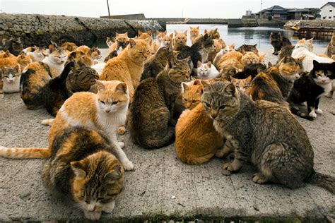 อาโอชิมะ Aoshima เกาะคนรักแมวต้องไปเยือนสีกครั้ง