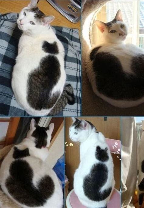 This Cat Has A Goddamn Cat On Its Back Rpics