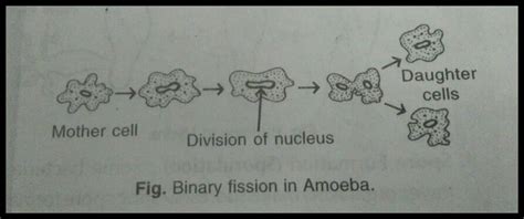 Binary fission is a type of asexual reproduction in which the fully grown parent cell. binary fission in amoeba with diagram - Science - How do ...