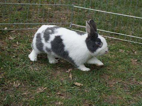 On average, dwarf rabbits weigh between 2 to 2.5 pounds. Pin by Rescue Pets on Bunnies: Nethie & Polish in Rescue ...
