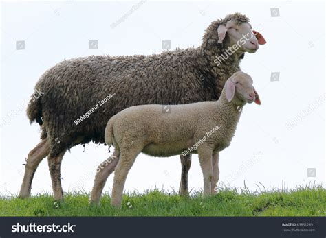 Sheep Her Lamb Stock Photo 638512891 Shutterstock