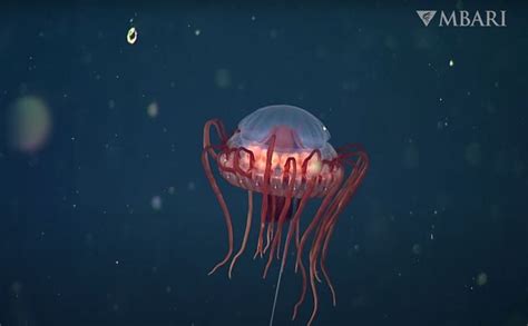 Scientists Discover New Deep Sea Jellyfish Species Atolla Reynoldsi
