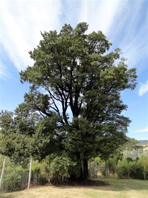 The 5 Beech Tree Species In New Zealand New Zealand Nature Guy