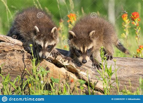 Two Raccoon Pups Exploring Their Environment Stock Image Image Of