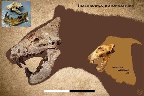Simbakubwa The Giant Hyaenodont From Ancient Africa Creature