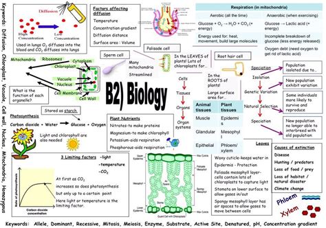 Excellent Gcse Biology Revision Poster Gcse Biology Revision Igcse