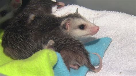 South Florida Wildlife Center Sees Rise In Baby Opossums