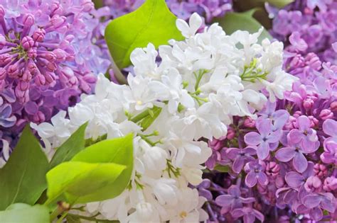23 Different Types Of Lilacs For Your Garden Home Stratosphere